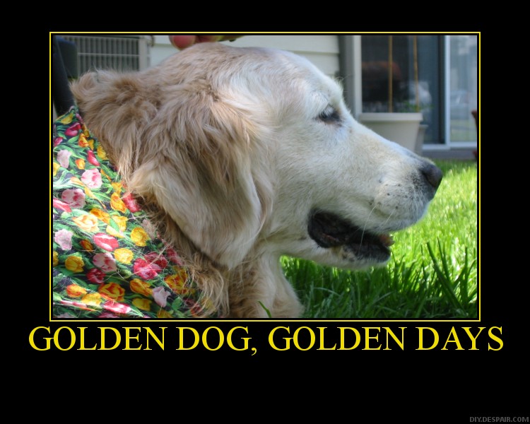 Amber, the foofy Golden